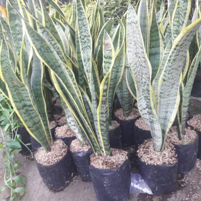 Tanaman Lidah Mertua + pot