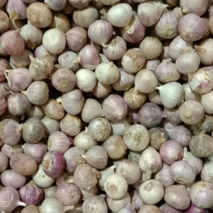 

COD✔ Bawang putih tunggal kecil 1kg impor murah paling murah