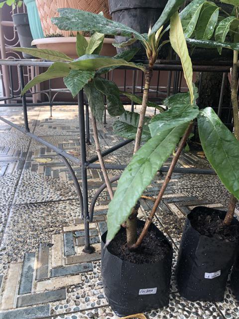 Tanaman Buah Loquat / Leci Biwa (tinggi 40-60 Cm)