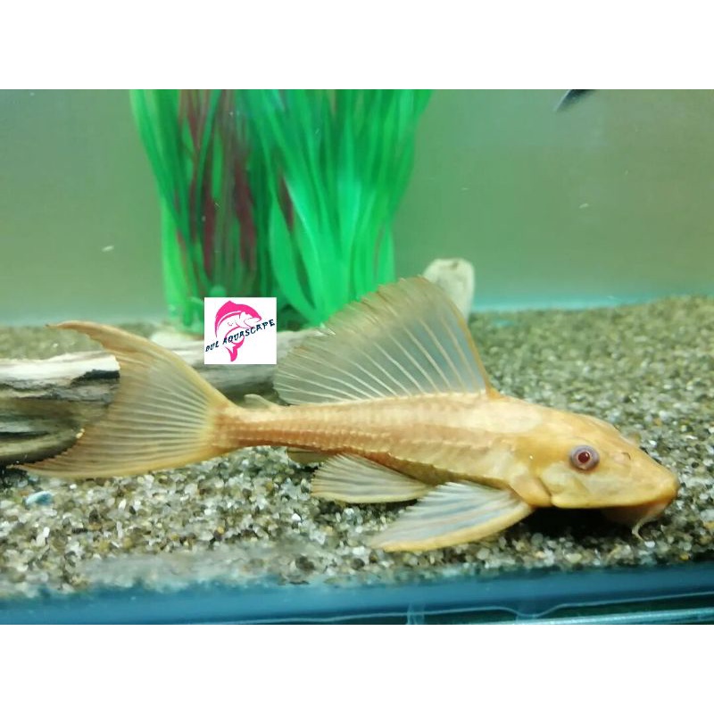 Ikan hias sapu sapu albino -+15-20cm ikan pembersih