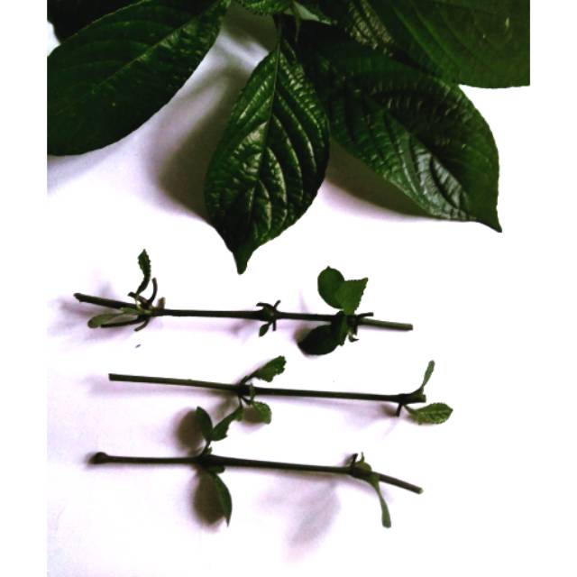 Bibit  keji beling (batang) @Rp2500.-