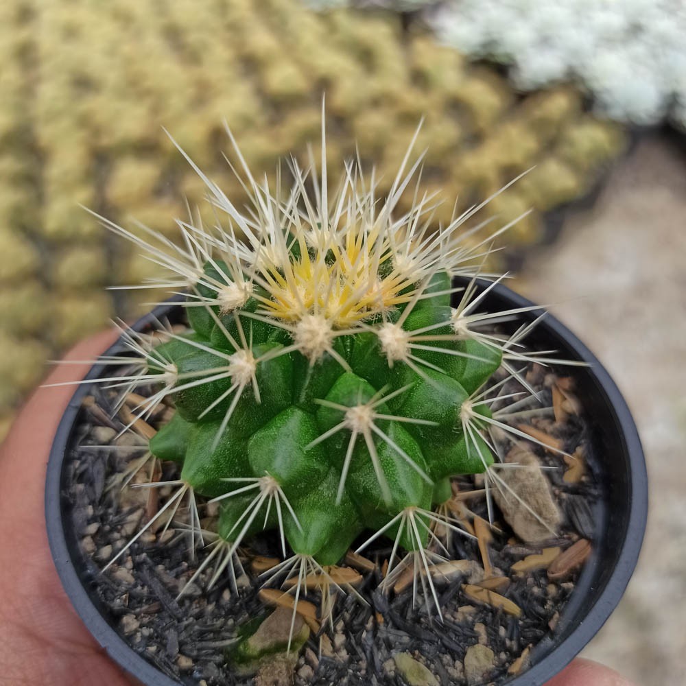 Kaktus Sukulen | 242. Echinocactus Grusonii 'Golden Barrel Cactus'
