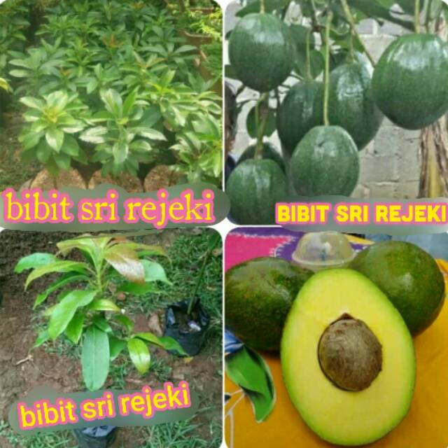BIBIT BUAH ALPUKAT MIKI JUMBO