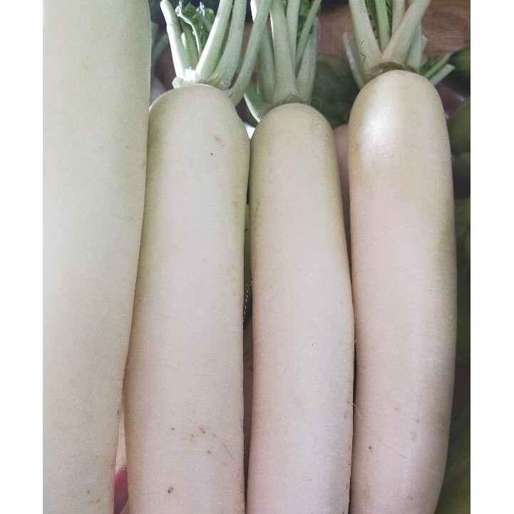 

Lobak Putih (1 Kg)