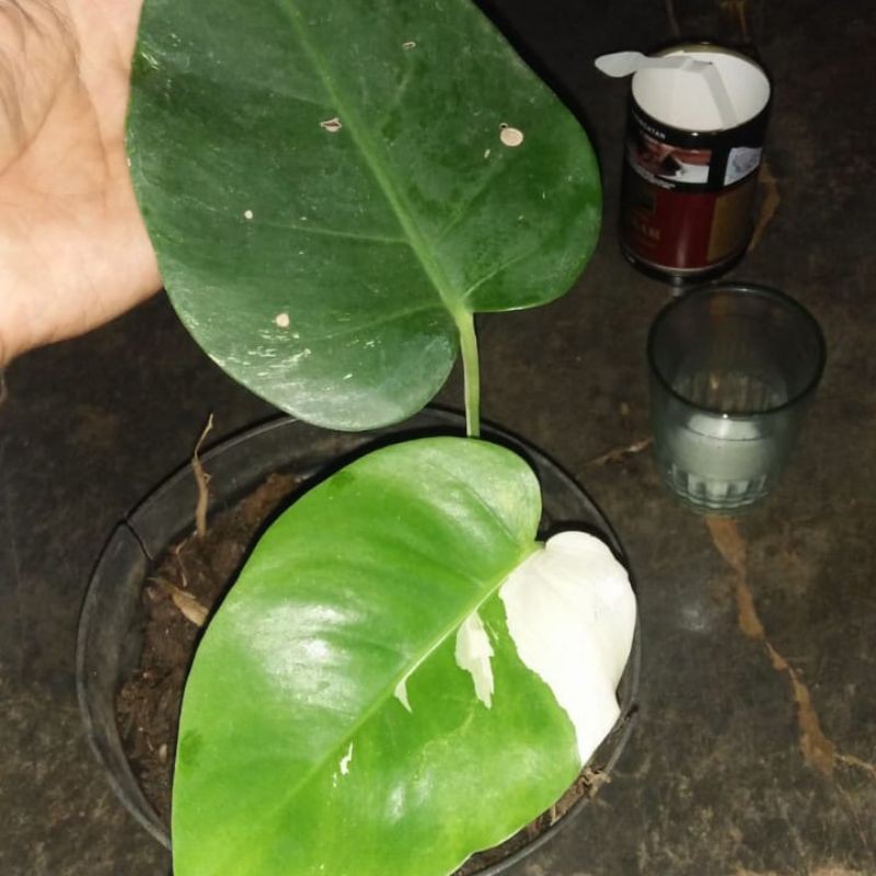 bonggol monstera varigata