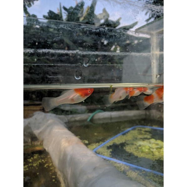 ikan platy santa claus