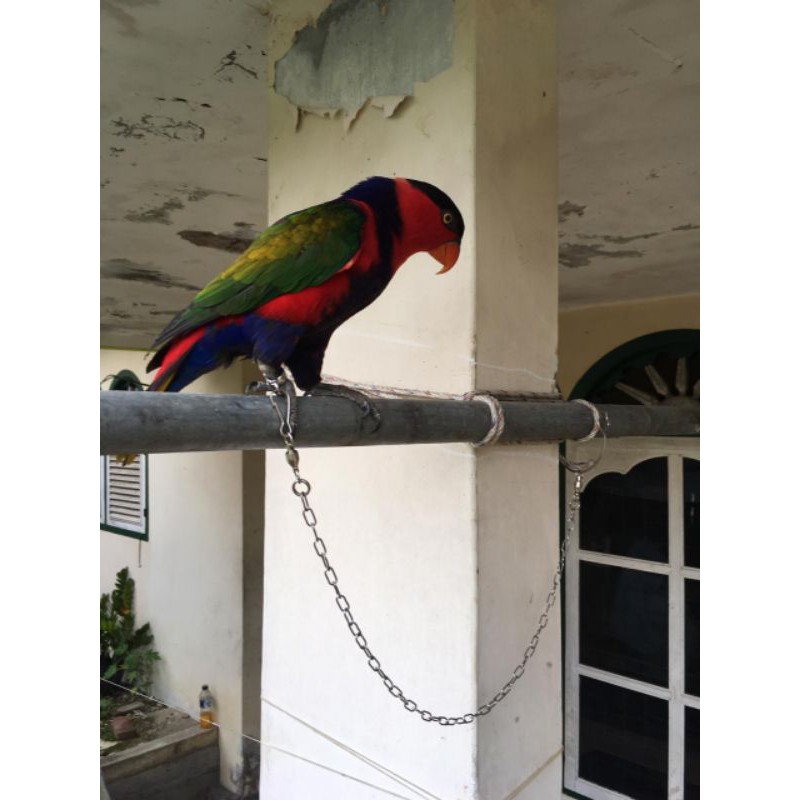 Rantai Nuri Kepala Hitam