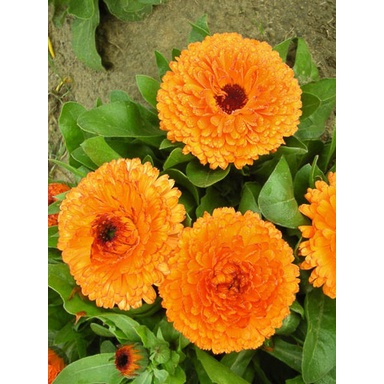 Benih Bibit Biji - Bunga Calendula Orange King Flower Seeds - IMPORT