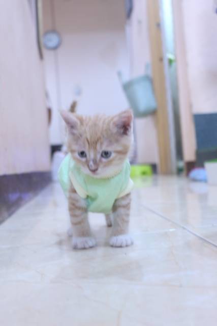 Kaos hijau polos simple untuk kucing dan anjing / baju kucing kaos size S M L XL