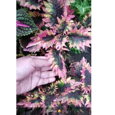 Miana Rainbow Tricolor