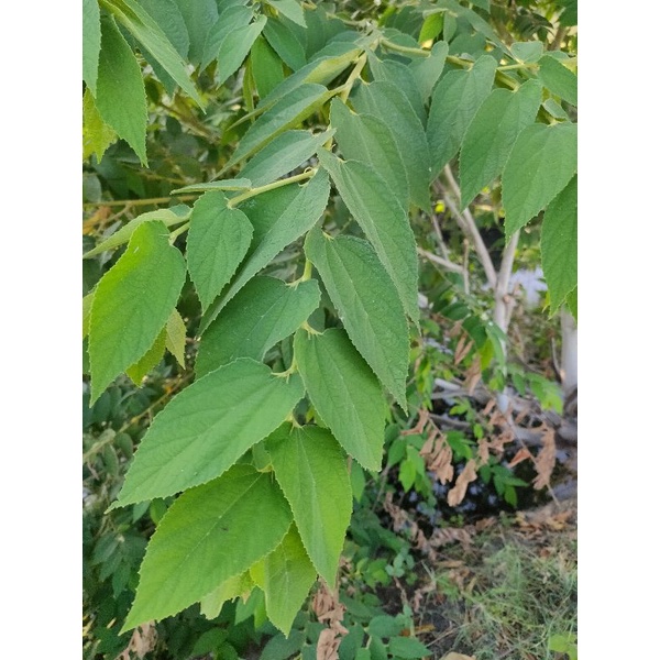 

Daun keres / kersen
