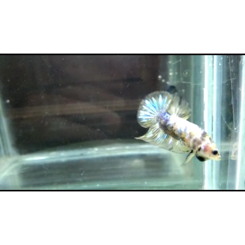 Ikan Cupang Yellow Fancy Copper Gold (Baca Deskripsi)