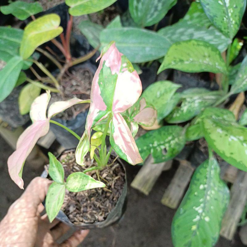 singonium pink splash   promo...4.5 daun up