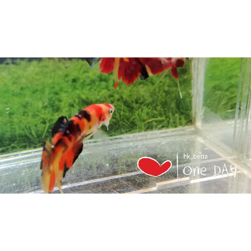 cupang yellow base multicollour top grade real pic (indukan)