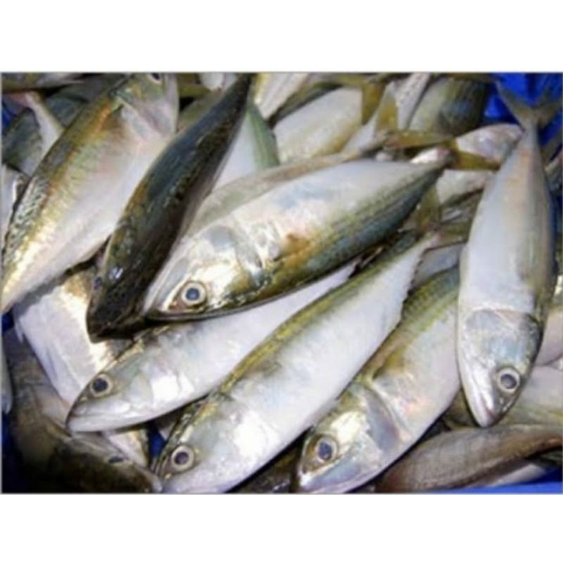 

ikan banyar, ikan kembung