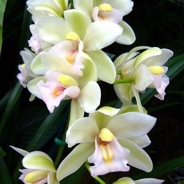 tanaman hias Anggrek Dendrobium white guvi