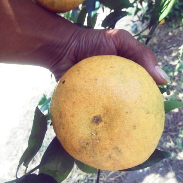 

Jeruk Medan Super & Segar 1 kg isi ( 6- 8)