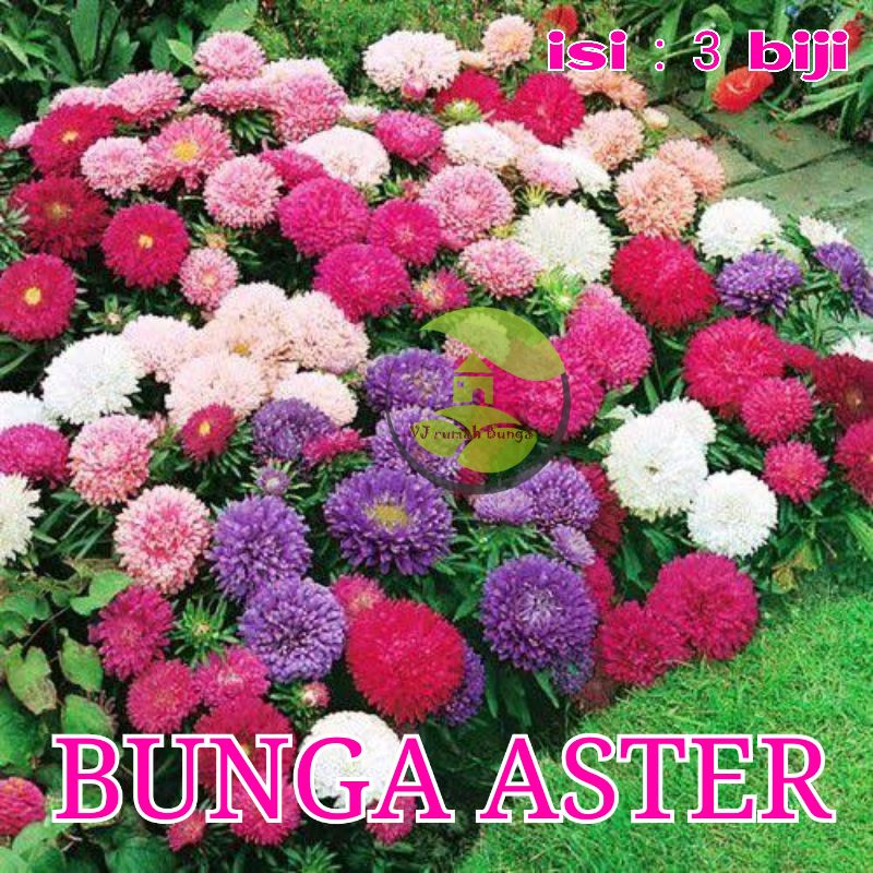 Benih Bibit Bunga Tanaman Hias Benih Bunga Unggul-aster mix