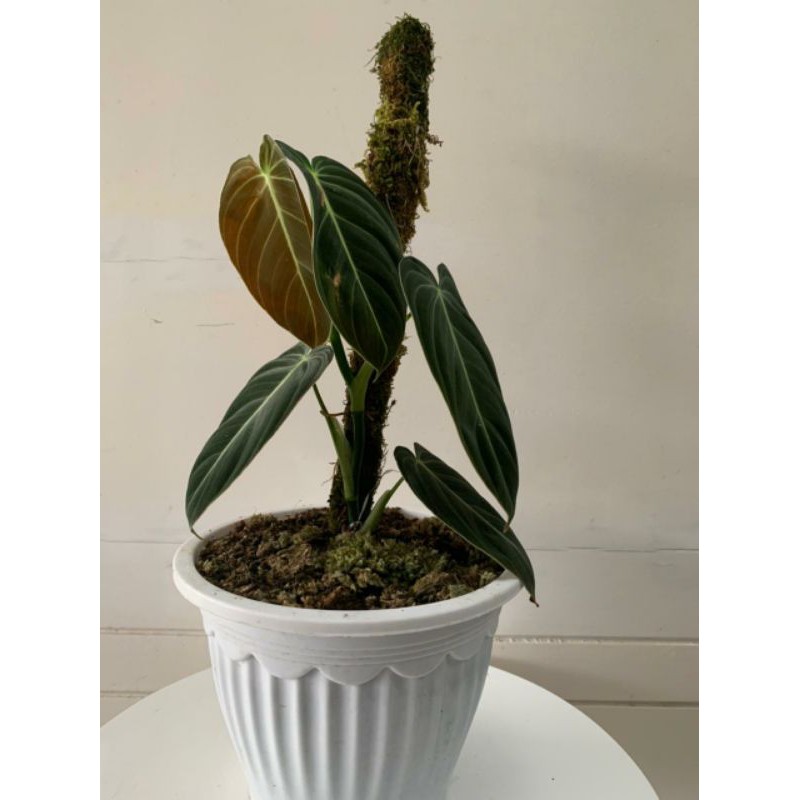 philodendron melanochrysum/melano realpict