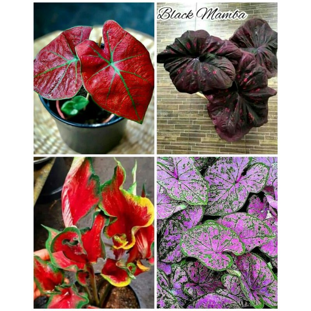 4 paket tanaman hias umbi caladium thailand keladi hias