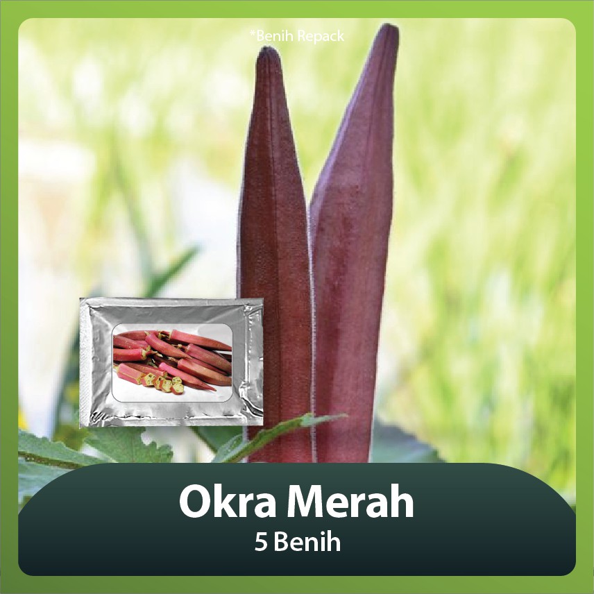 Benih Bibit Okra Merah - 5 Benih