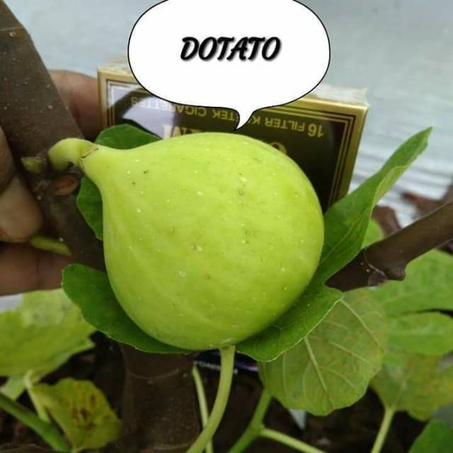 

Bibit buah tin jenis dotato