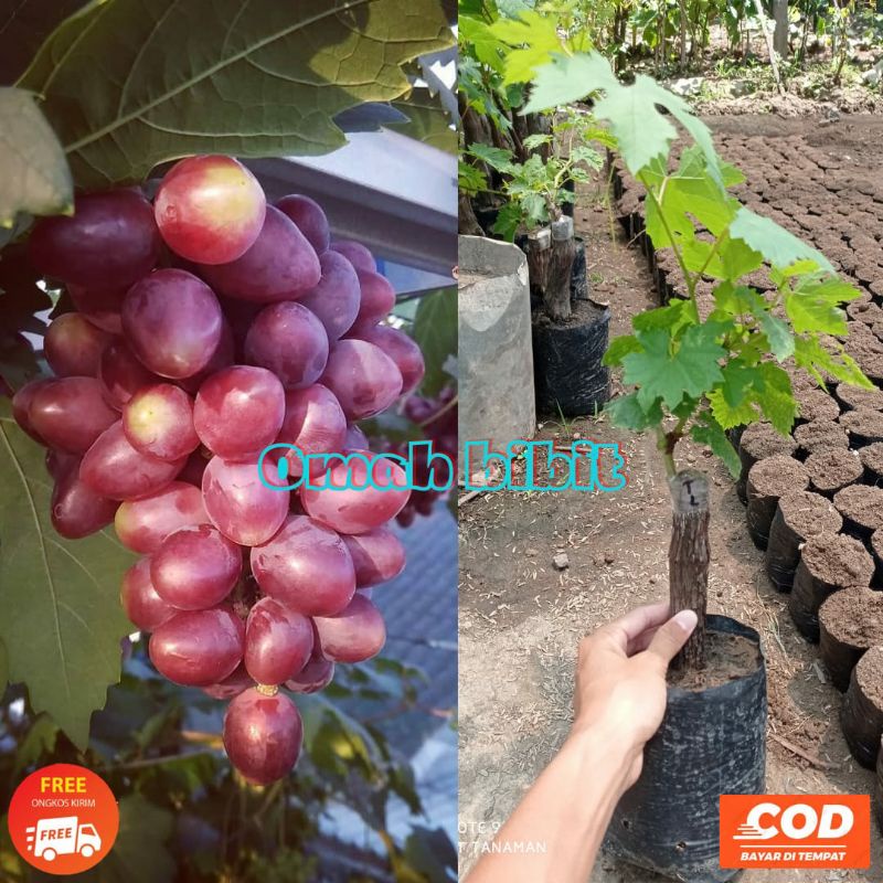 Bibit Anggur Impor Taldun asli Grafting