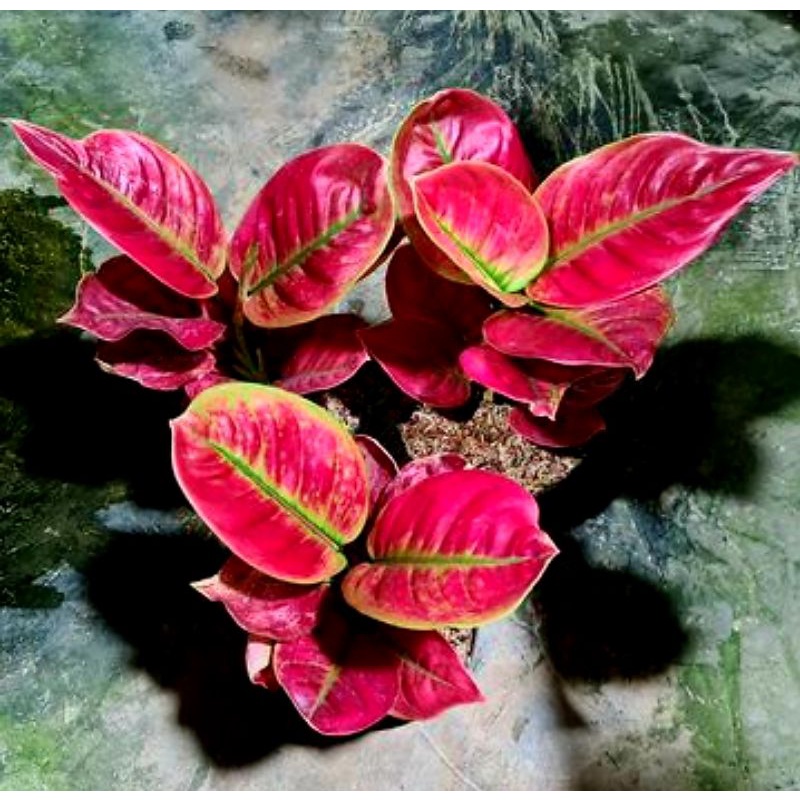Aglonema Ayunindi Mutasi Merah | Tanaman Hias Bunga Aglonema Ayunindi Remaja
