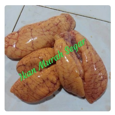 

TELOR IKAN PATIN calestafruit