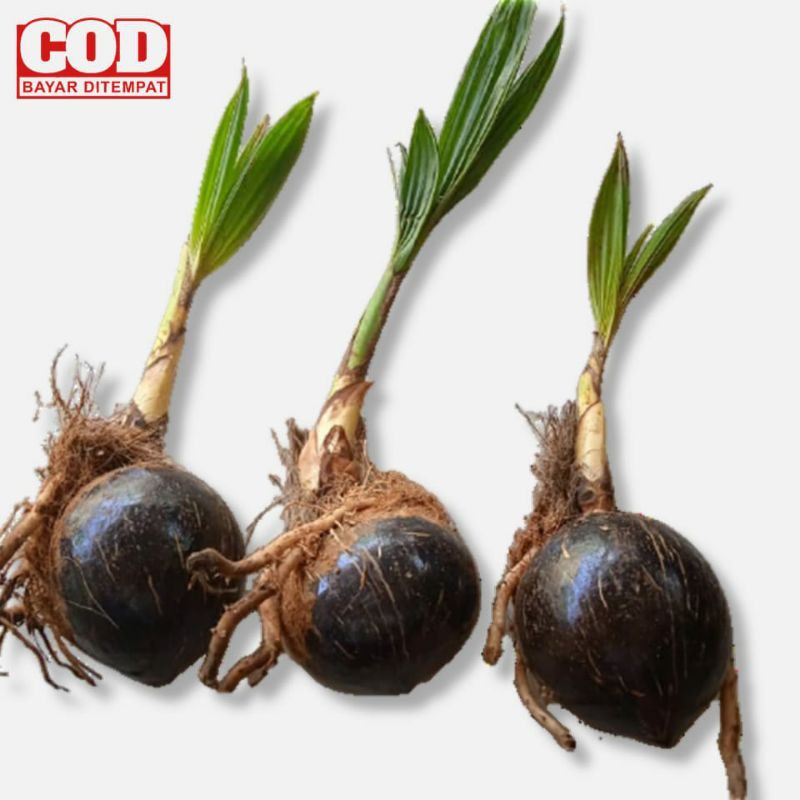 BONSAI KELAPA GADING BAHAN BONSAI KELAPA