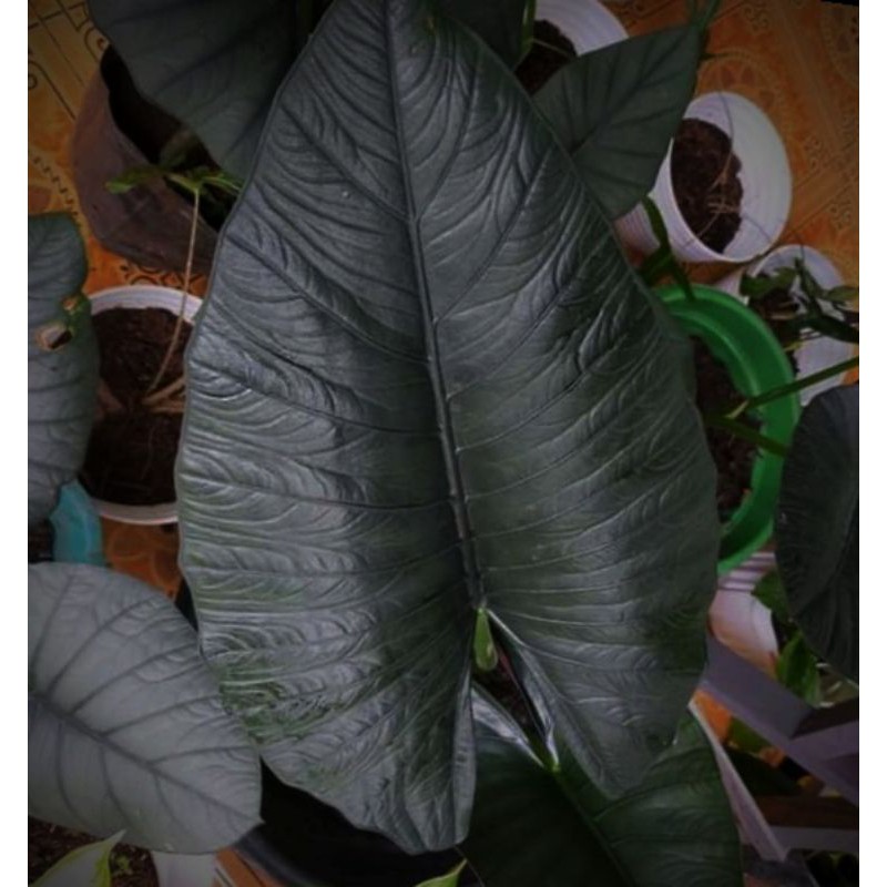 UMBI/BONGGOL bonggol alocasia nebula