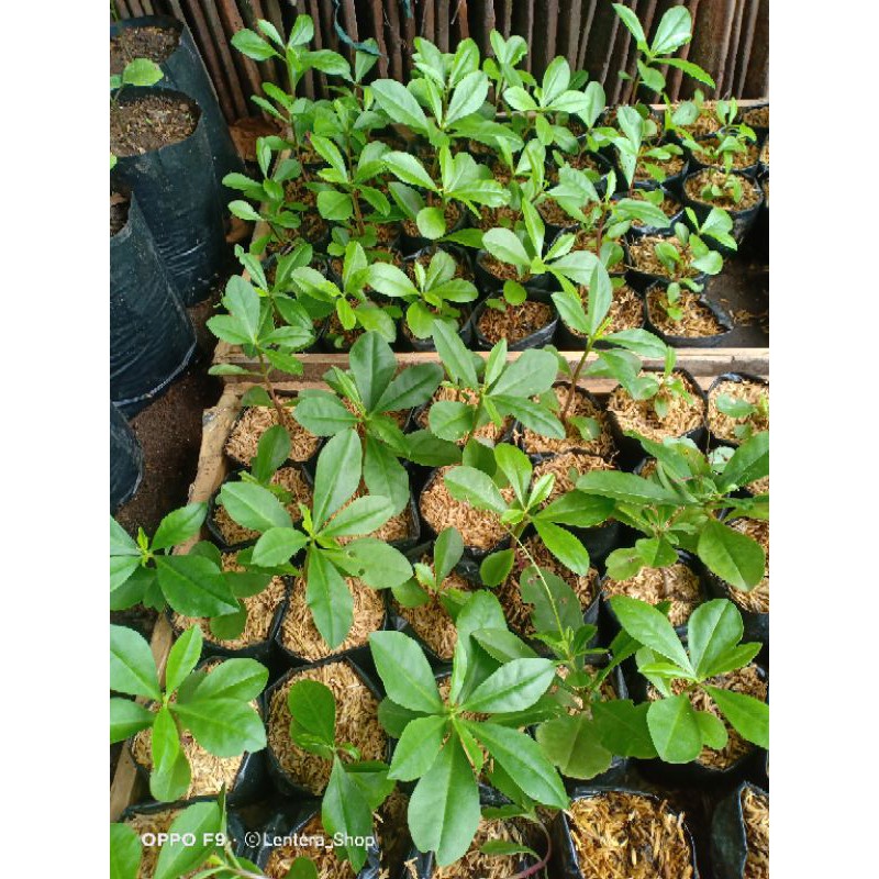 

Gingseng Jawa