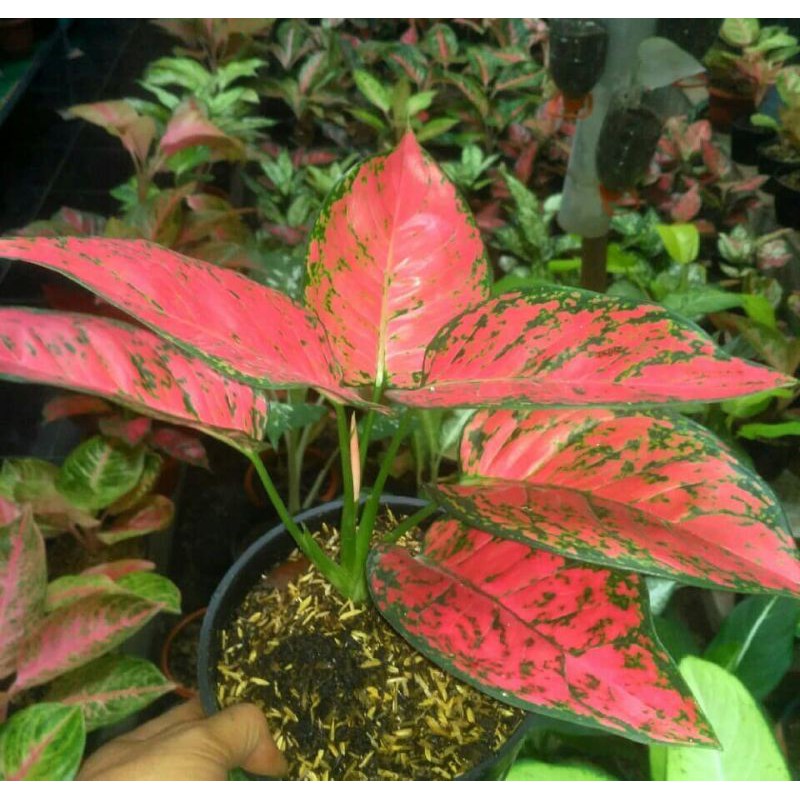 aglonema dut anjamani remaja