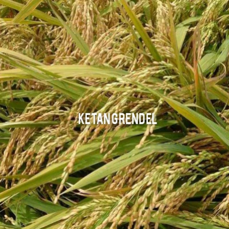 BENIH KETAN PUTIH GRENDEL 1KG