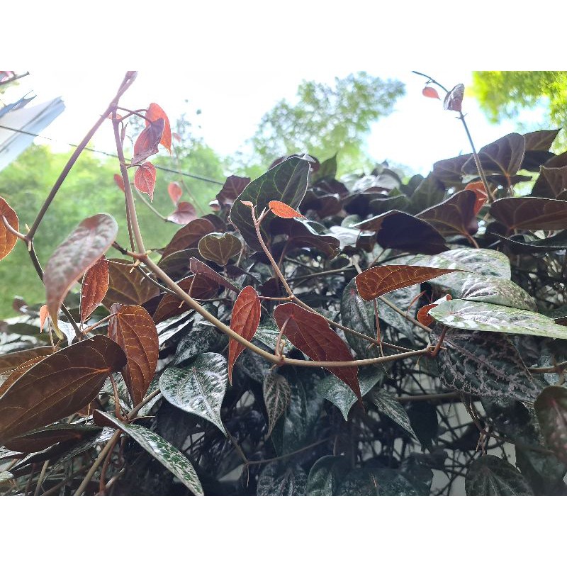 

DAUN SIRIH MERAH Organik Tanpa Bahan Kimia