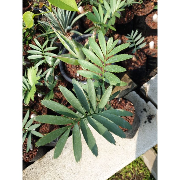 Encephalartos Sclavoi, ense sclavoi, tanaman hias gurun