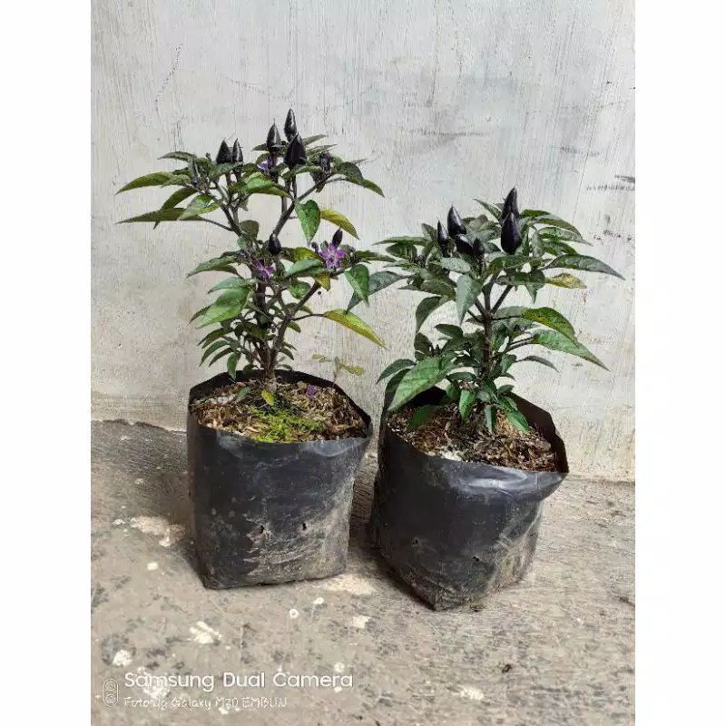 tanaman hias cabai ungu - cabe ungu - bibit cabai rawit ungu