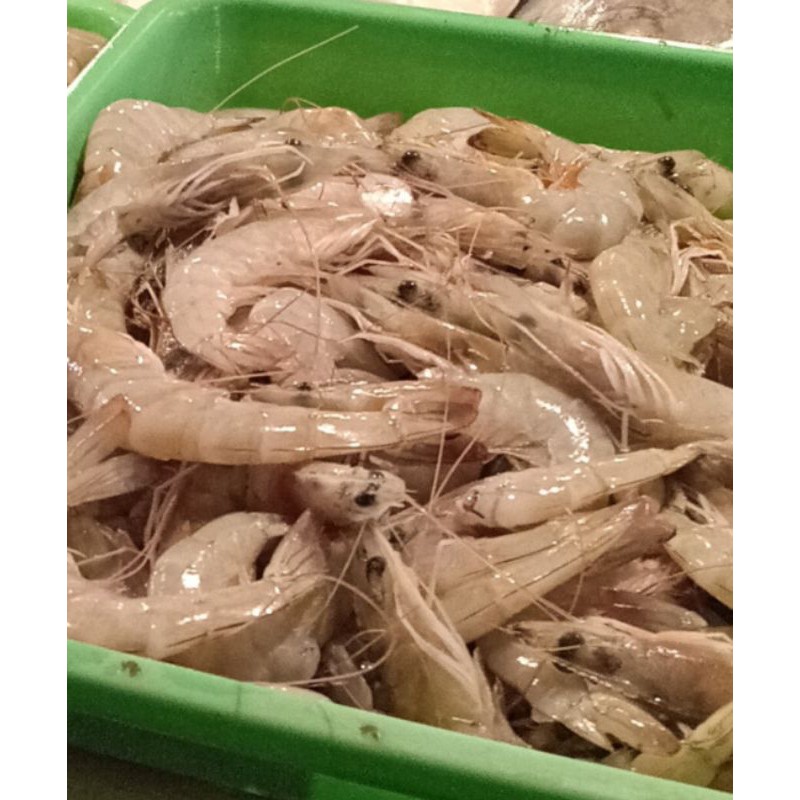 

UDANG PANAME SEGAR