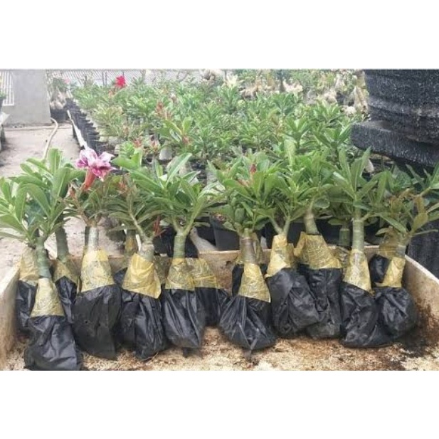 PROMO  pohon bonsai adenium ( BUNGA TUMPUK / BONGGOL BESAR ) - tanaman hias bonsai adenium / KAMBOJA JEPANG )