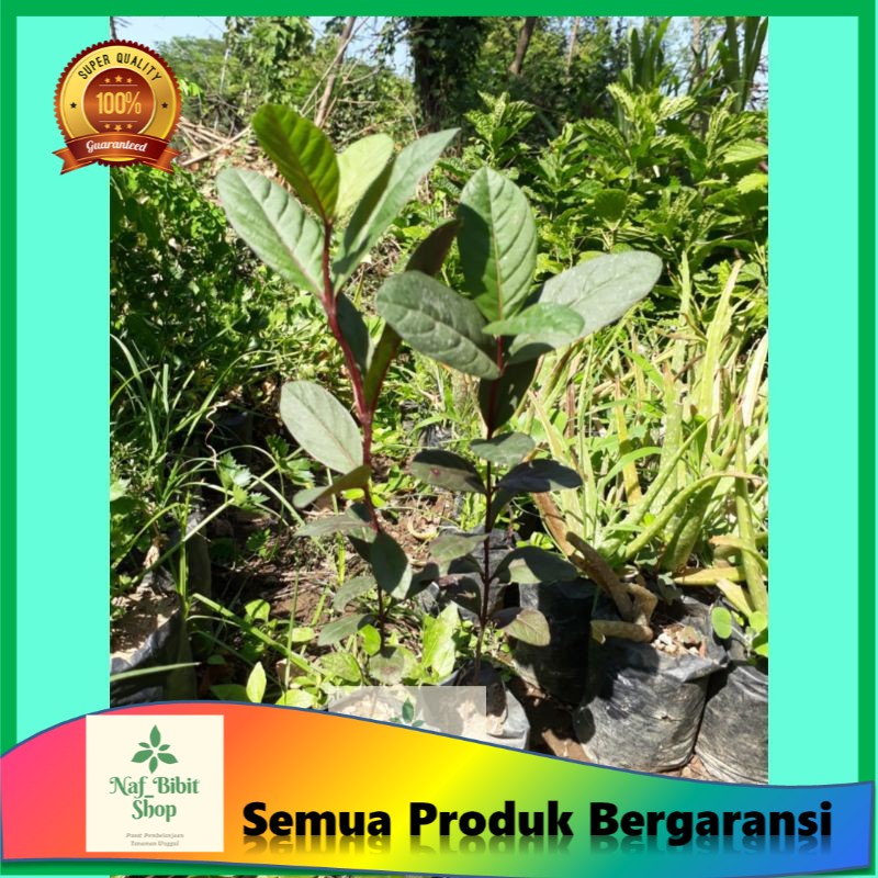 Bibit Jambu Biji Merah || Tanaman Jambu Biji Merah || Jambu Biji || Bibit Unggul || Tanaman Buah