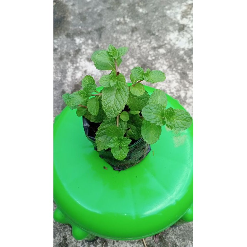

Daun Mint