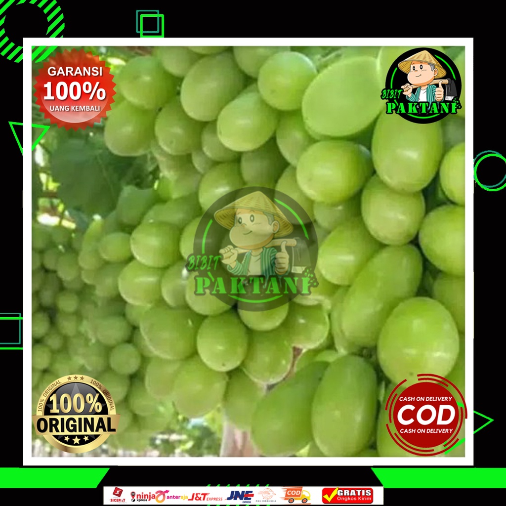 bibit anggur import shine muscat grafting