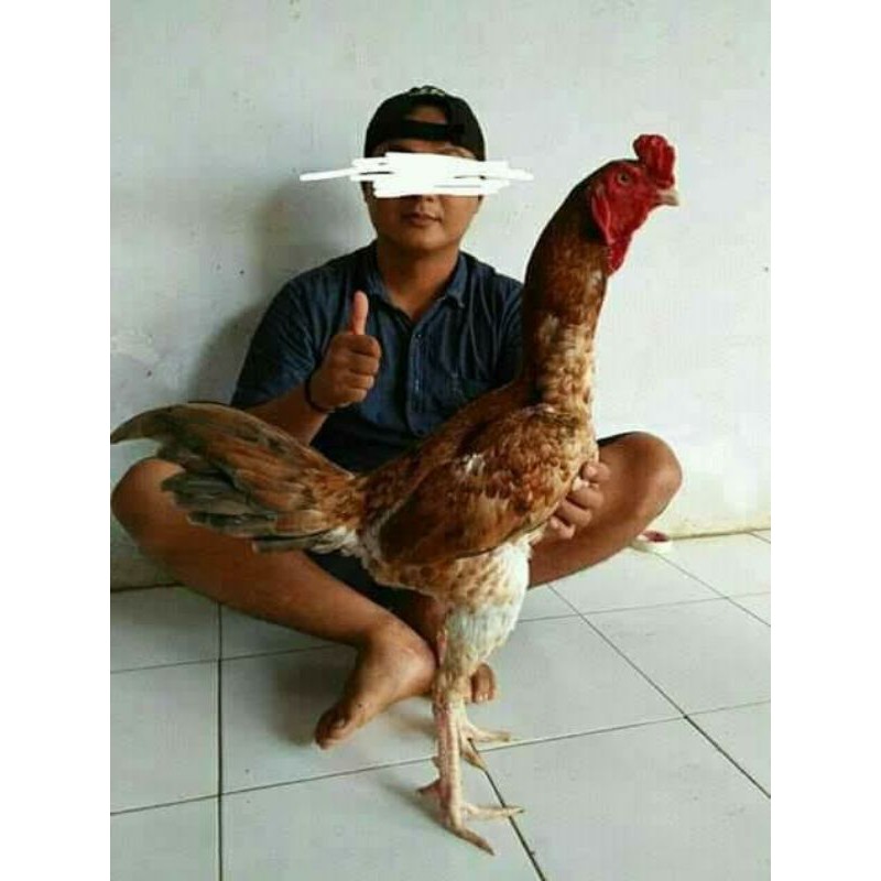 Manfaat Pakan Kyojin : Cuci Gudang Kyojin Pakan Ayam Bangkok Raksasa