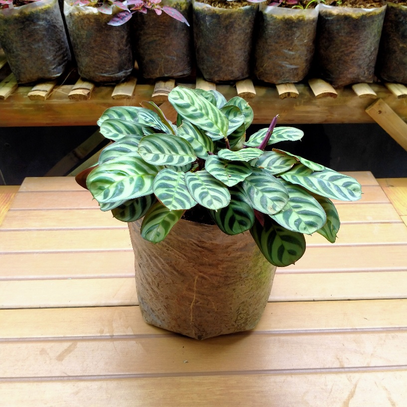 Jual Tanaman Maranta Ekor Merak Jumbo Calathea Burle Marx Shopee