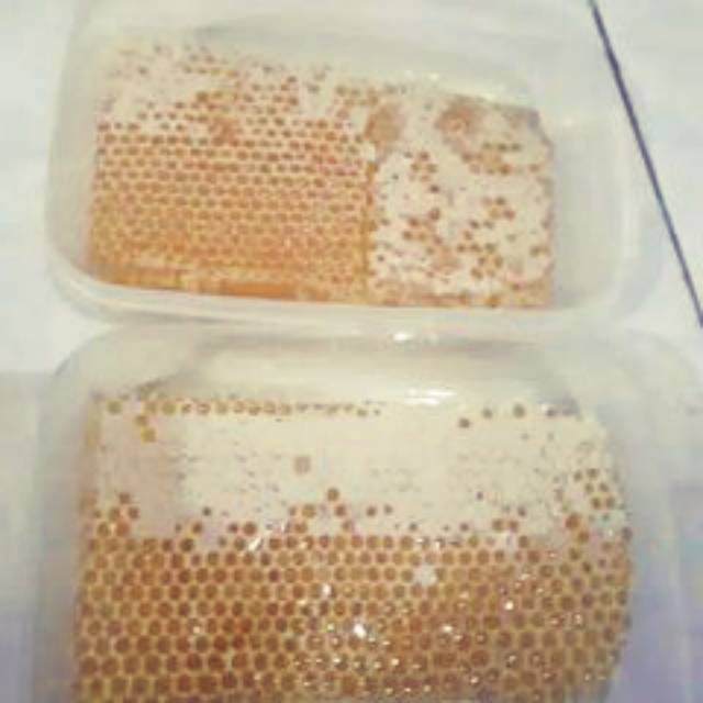 

Sarang madu melifera
