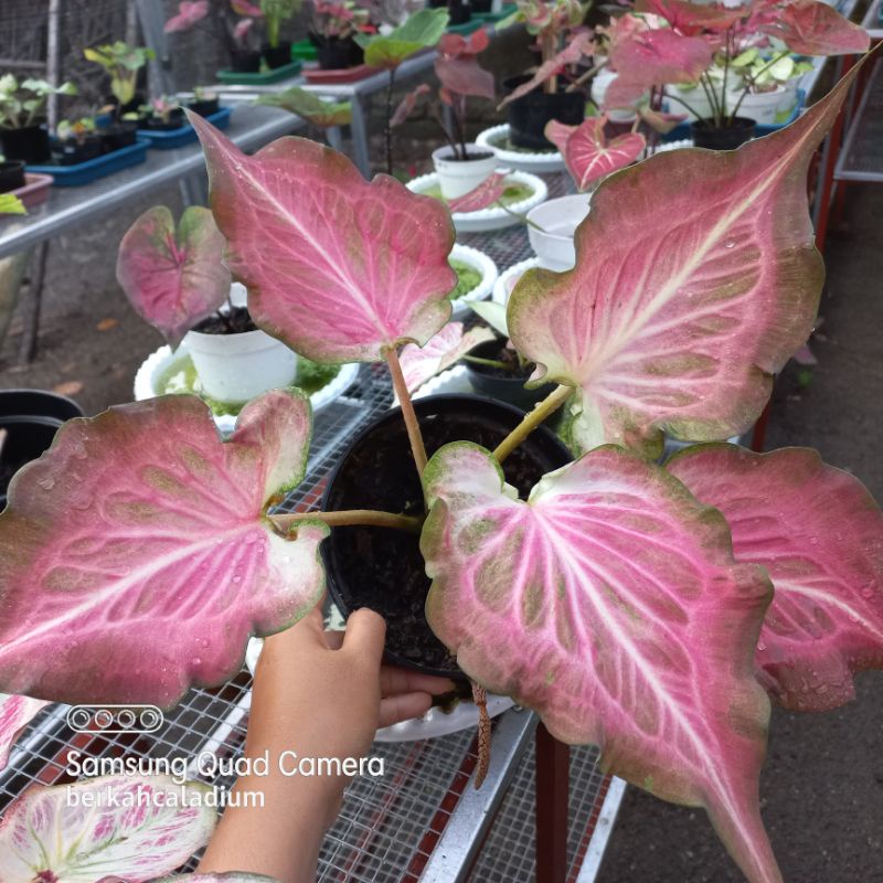 Bibit Caladium Pink Ramla / Bibit Keladi Pink Ramla