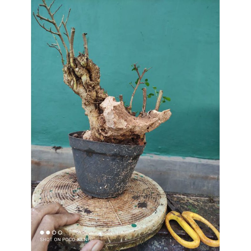 Bonsai Serut on the rock