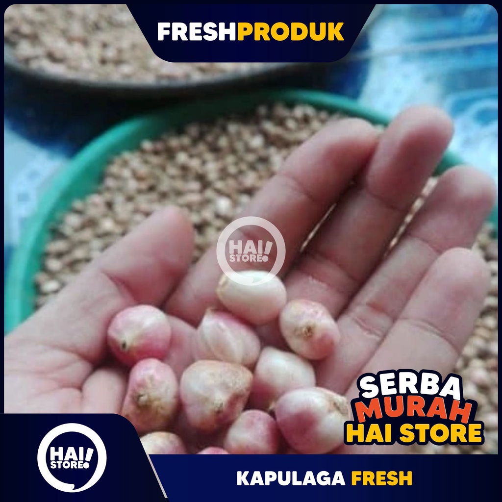 

BIJI BUAH KAPOL KAPULAGA FRESS 1KG HAI STORE