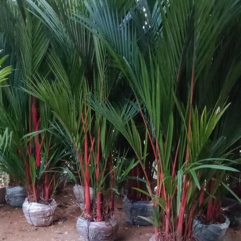 Palem Merah pinang merah 2 M Hida bibit purworejo