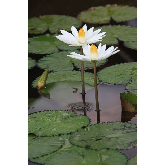 Kedaibenih - Tanaman Bunga Teratai Putih